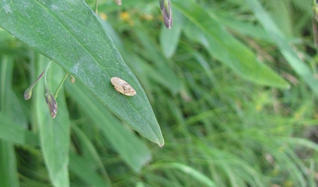 Aphrophoridae... e poi?